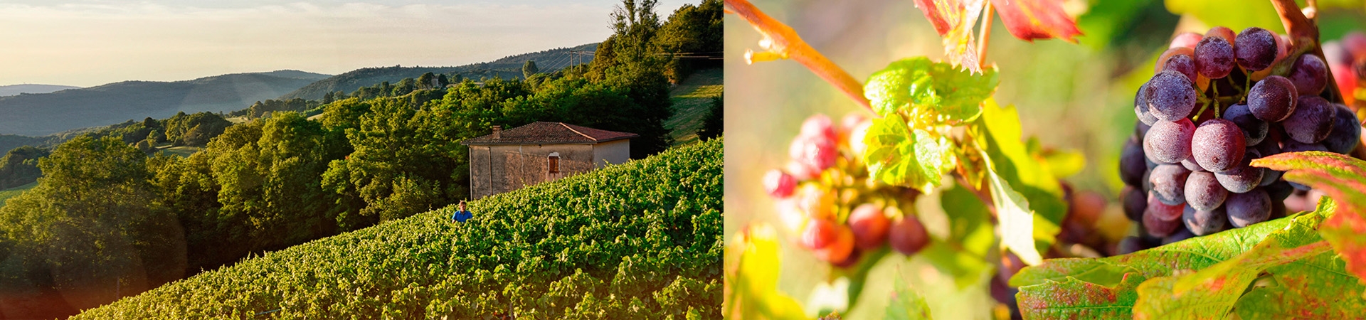 Domaine du Clos de la Bierle